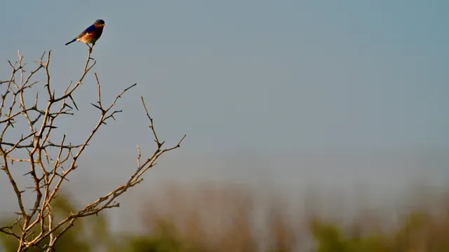 Vermilion Flycatcher
