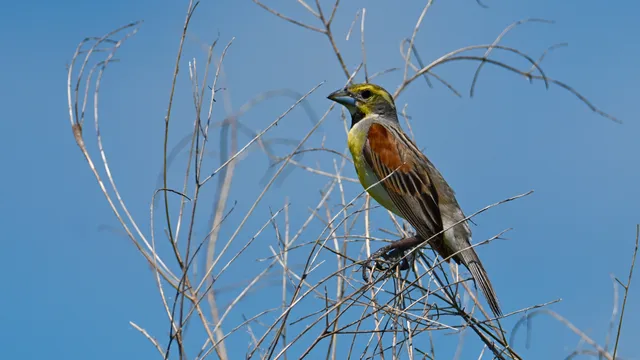 Dickcissel