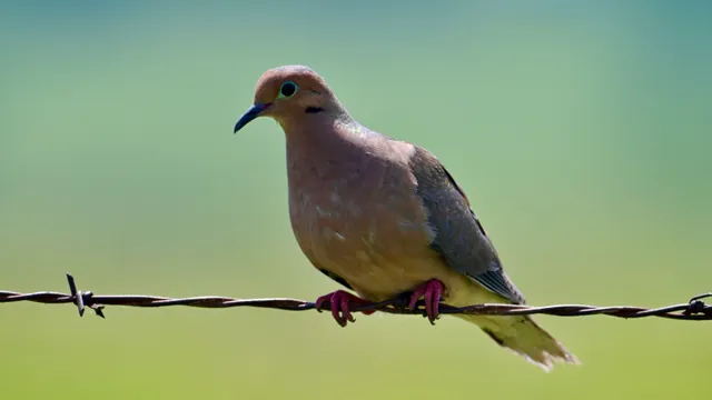 Mourning Dove