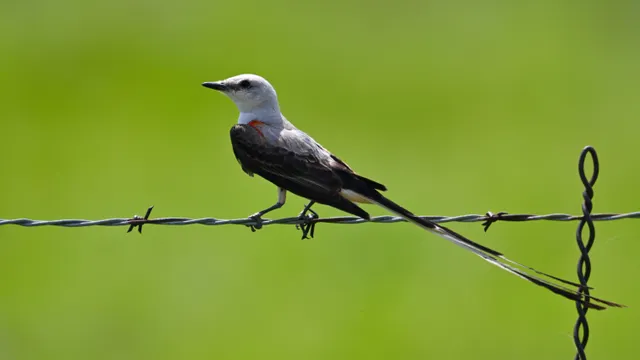 Scissor-tailed Flycatcher