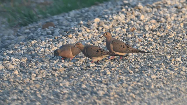 Mourning Dove