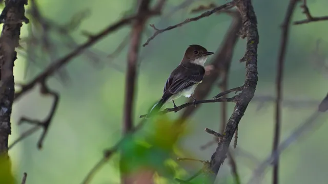 Eastern Phoebe