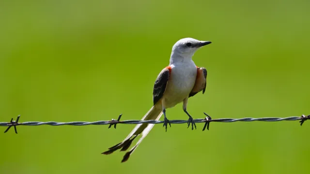 Scissor-tailed Flycatcher
