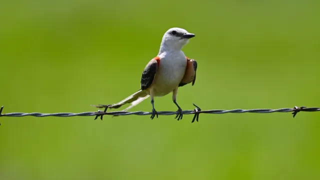 Scissor-tailed Flycatcher