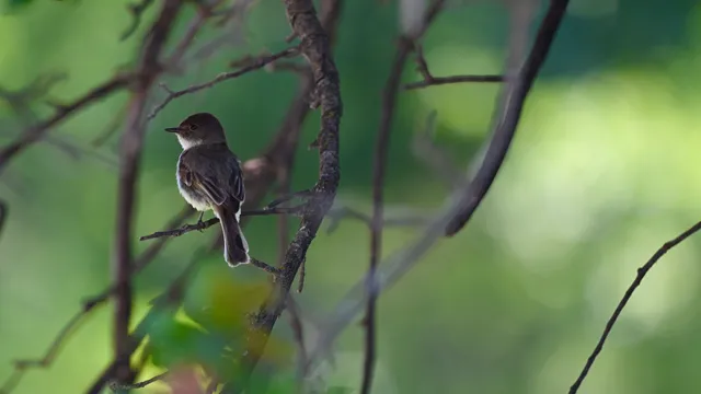 Eastern Phoebe