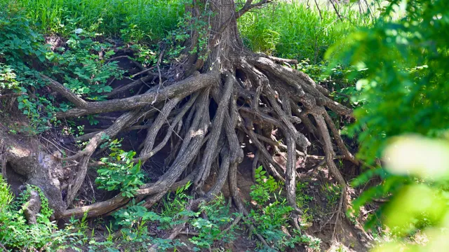 Tree Roots (nature detail)