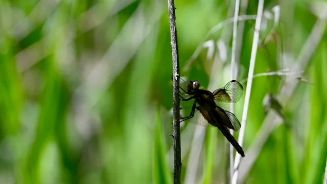 Sparrow (sp.)