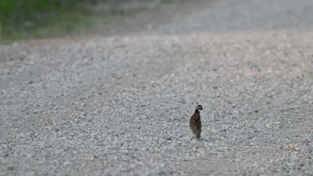 Northern Bobwhite