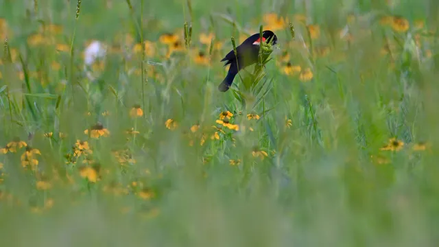 American Goldfinch