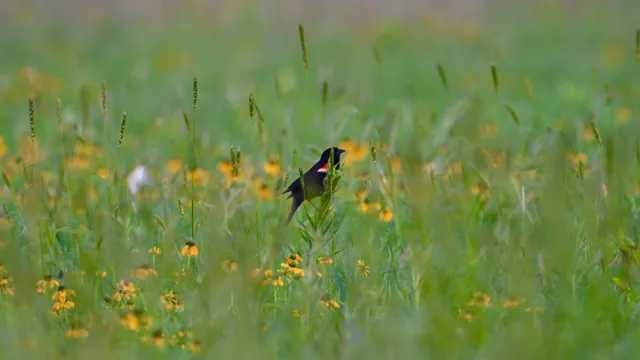Red-winged Blackbird
