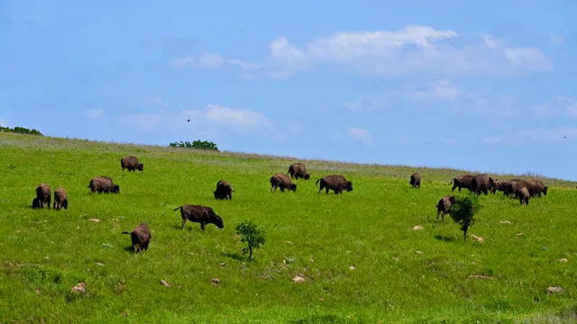 American Bison