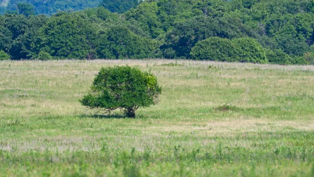 Prairie Landscape