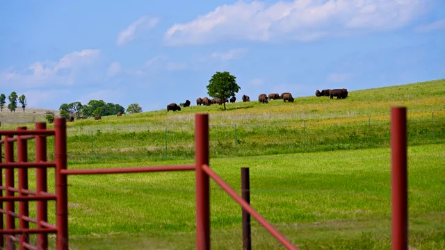 Prairie Landscape