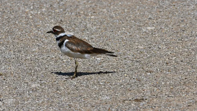 Killdeer