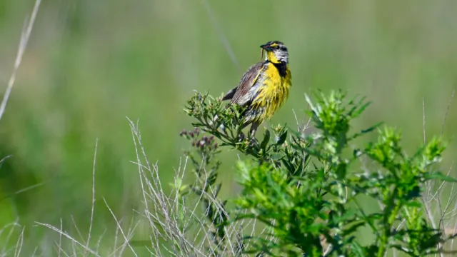Eastern Meadowlark