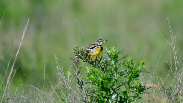 Eastern Meadowlark