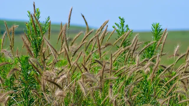 Prairie Grass