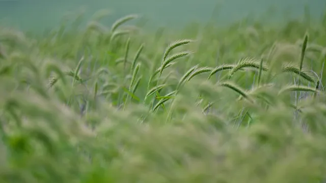 Prairie Grass