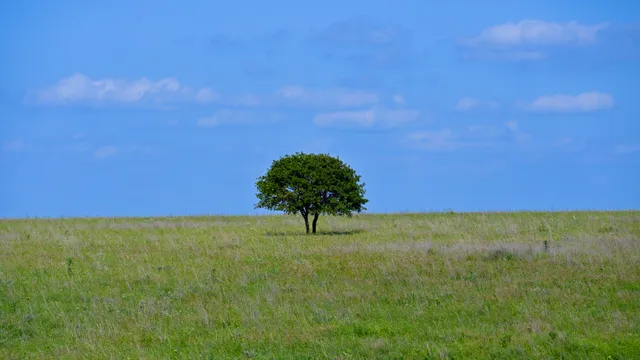 Prairie Landscape