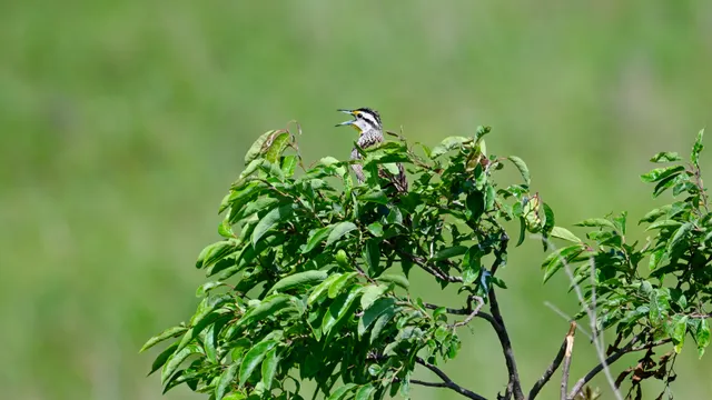 Dickcissel