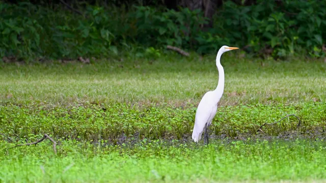 Great Egret