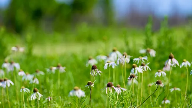 Coneflowers (wildflower)