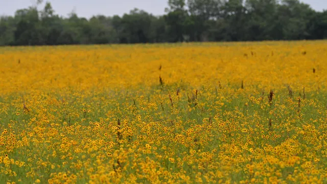 Wildflower Field