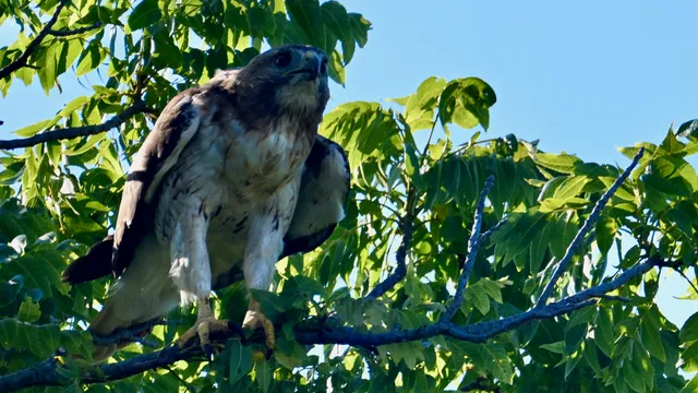 Red-tailed Hawk