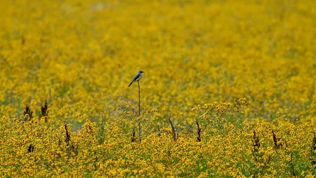 Scissor-tailed Flycatcher