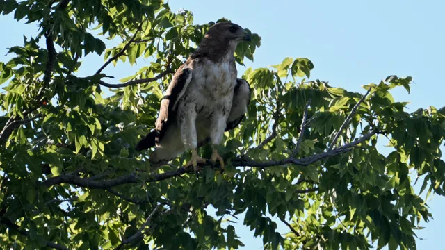 Red-tailed Hawk