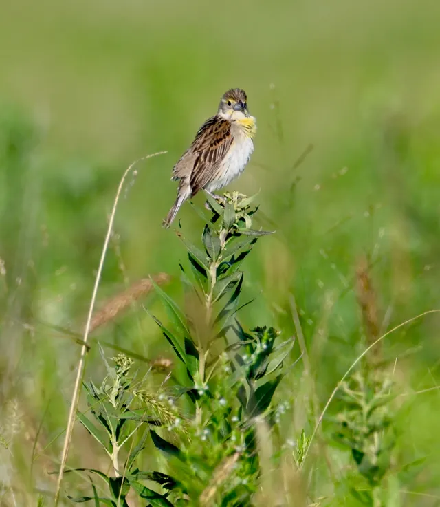 Dickcissel