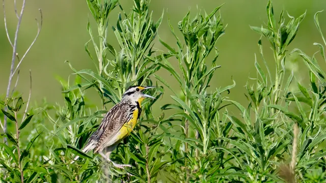 Eastern Meadowlark