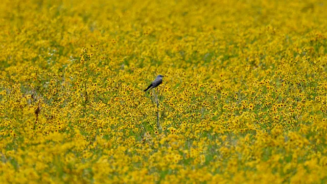 Scissor-tailed Flycatcher