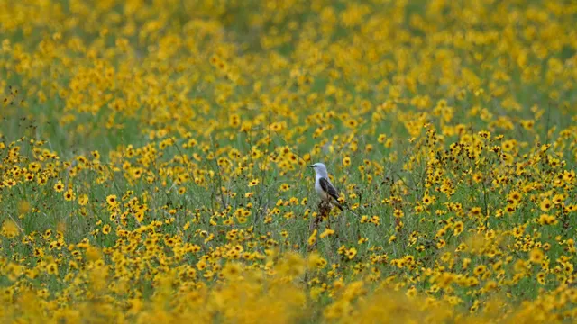 Scissor-tailed Flycatcher