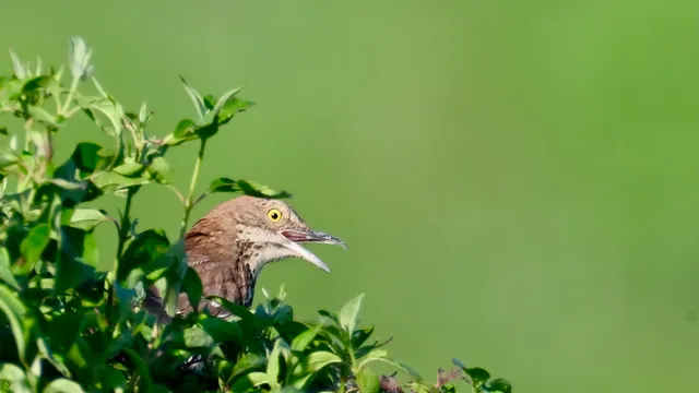 Brown Thrasher
