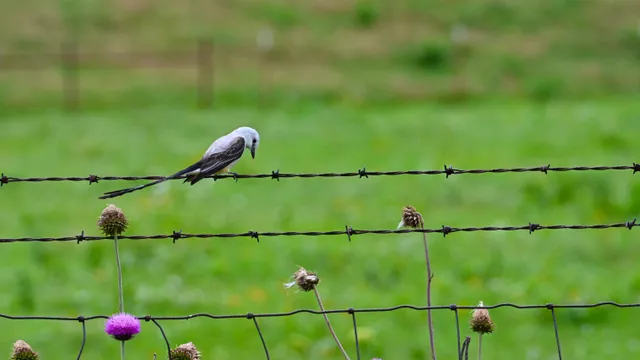 Scissor-tailed Flycatcher