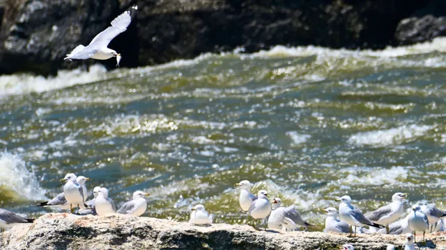 Gulls