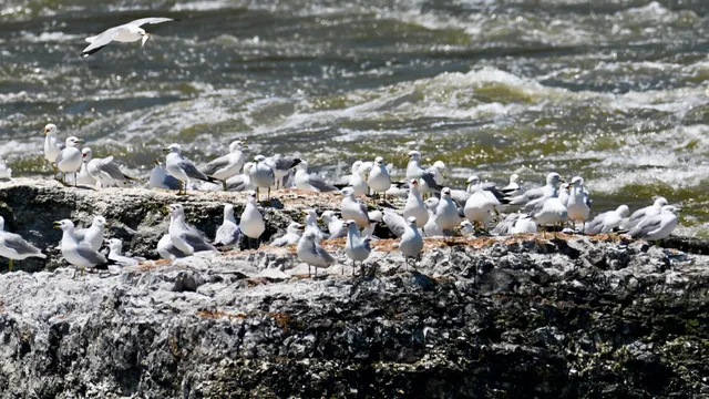 Gulls