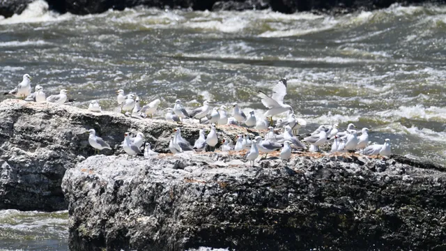 Gulls