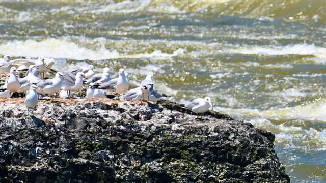Gulls