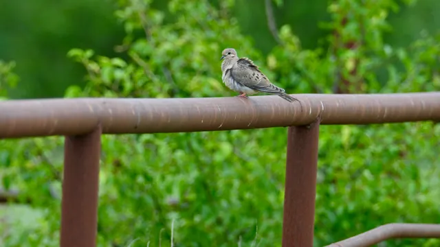 Mourning Dove