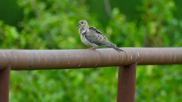 Mourning Dove