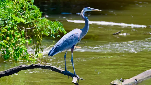 Great Blue Heron