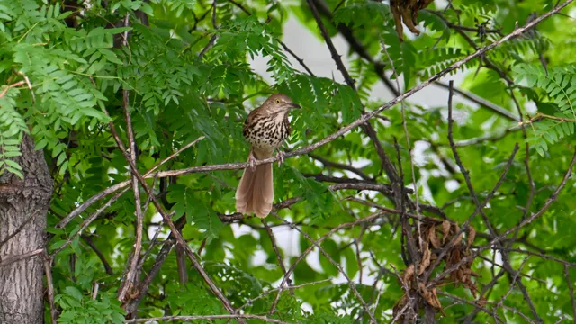 Brown Thrasher