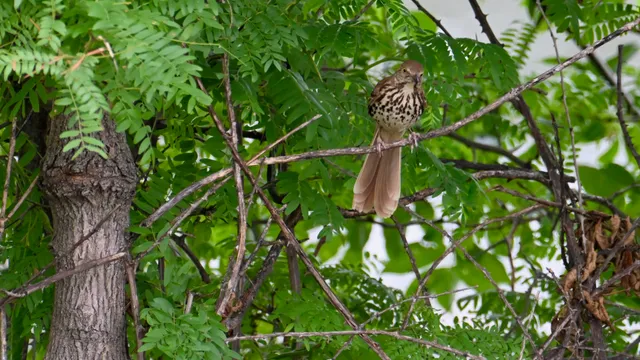 Brown Thrasher