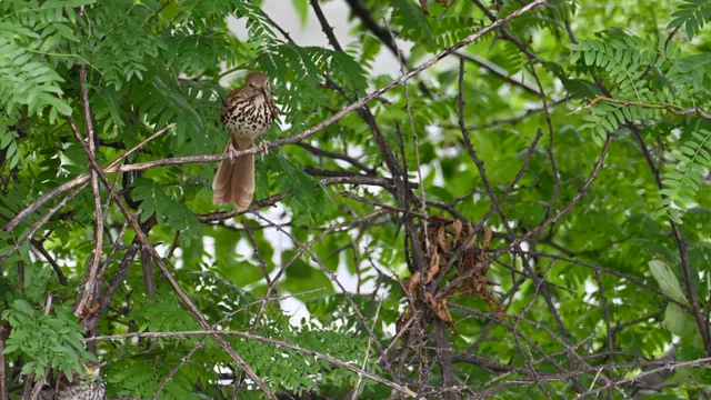 Brown Thrasher