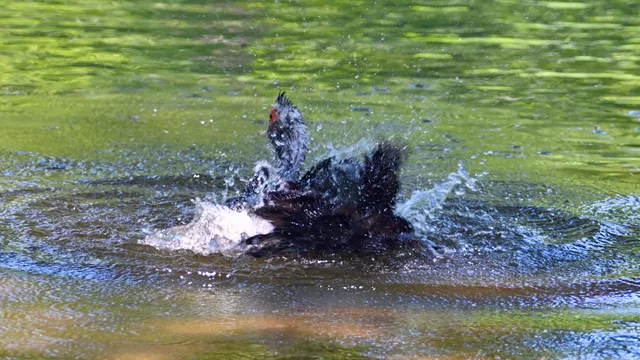 Common Grackle (bathing)