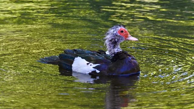 Muscovy Duck