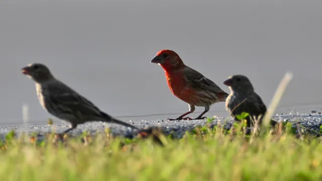 House Finch