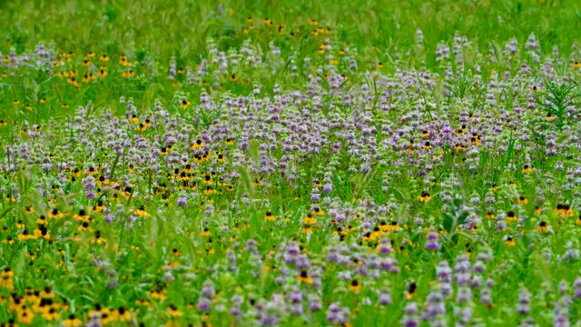 Wildflower Field